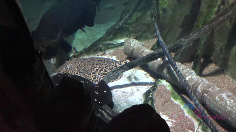 ATK Fans (Girlfriends): Charlotte sartre ke saath laas vegaas men varchual vekeshan bhaag 1
