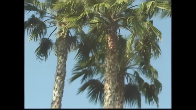 My first cock: Pelacur Muda Amerika - Vol. #01