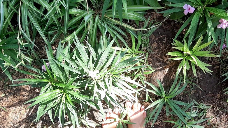 Fetish intimmedia: Une MILF aux pieds forts sexy à l'extérieur