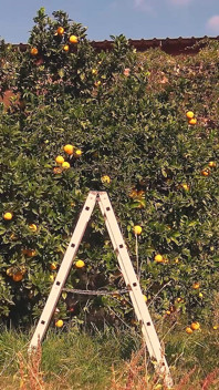 Suco De Laranja