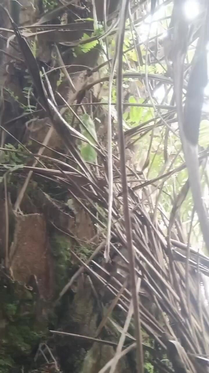 AdmHell: 操在油棕榈种植园，大鸡巴射精