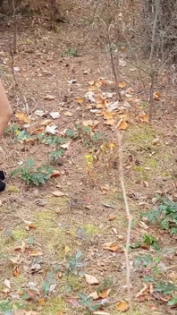 Suivez en plein air un lapin excité aux jambes sexy dans les bois 4k