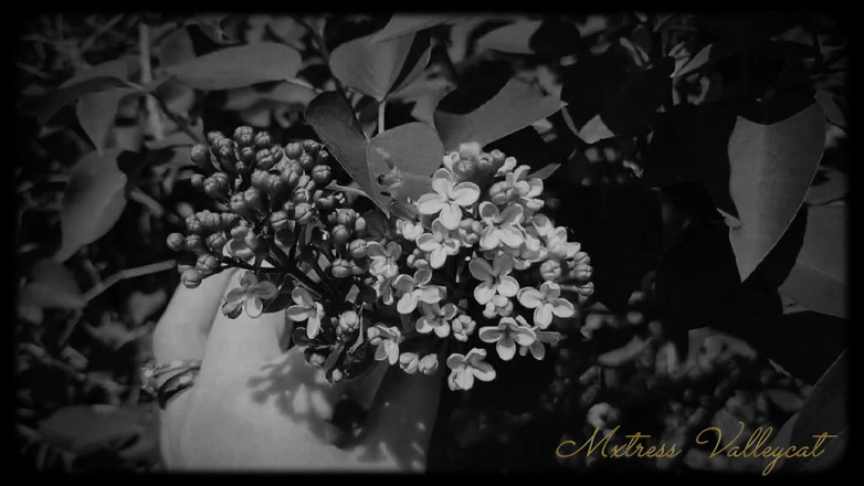 Mxtress Valleycat: Șapte zile pentru a fi sclavul meu