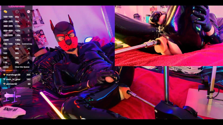 Roman Heart: Nicolaus Rubber Show com Máscara de Estimação