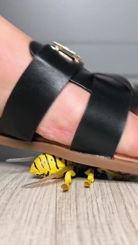 Bug Buster