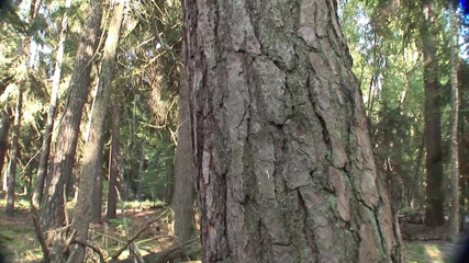 German amateur - 100% German hardcore videos: Increíble rubia milf consigue analmente follada al aire libre