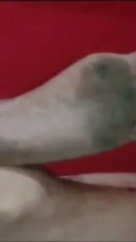 Gresopio Com Pés Sujos 2