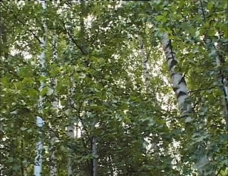 Radical: Une ado sexy se fait baiser dans la nature