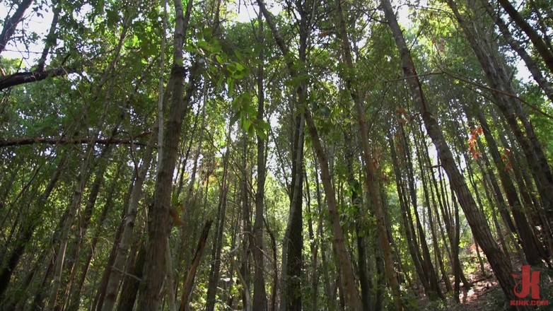Kink Men Classics: Deep Woods dominação capítulo 2