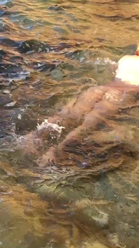 Nuoto nudo a cipro