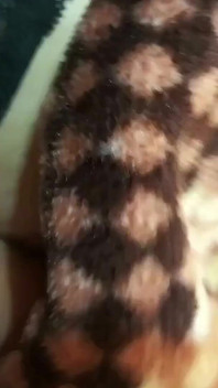 Sexig figur Delhi flicka knullar i romantiskt läge på Xxxx