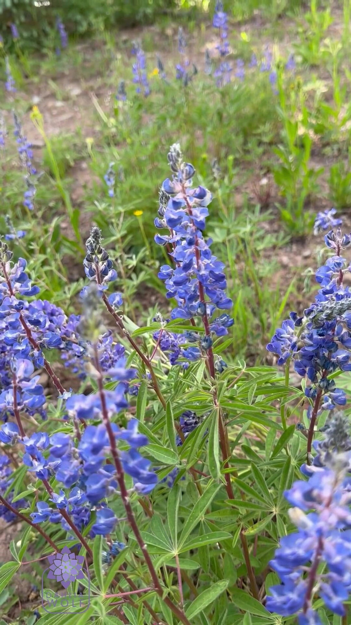 Dahlia Wolf: ほとんど捕まってしまう - ホットなカップルのキャンプとハイキングのセックステープ