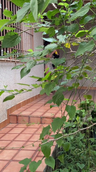 Gordinha Pegou a MILF No Bloco De Carnaval E Levou Na Casa Abandonada