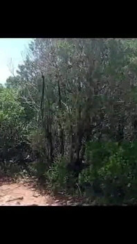 Dikuasai di Dalam Hutan 8