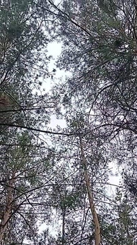 Our Third Girlfriend Keeps Watch in the Park so No One Catches Us Having Sex