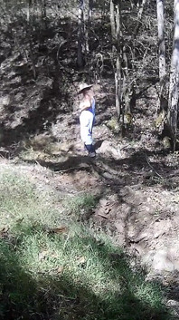 Гірська мачуха гуляє на природі