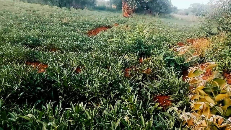 Judith xxx: 私の最新動画