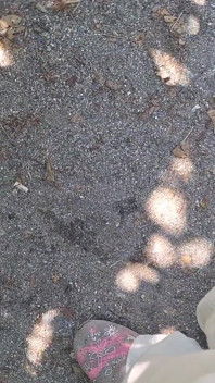 Nadmorskie działa dżungli