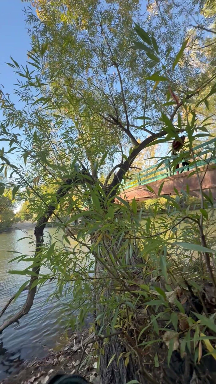 unemployedrobot: Public Masturbation Boise Idaho Greenbelt Bike Walking Trail
