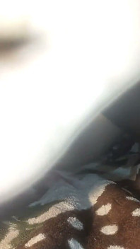 Full Video of an Indian Bhabhi Getting Her Pussy Licked.