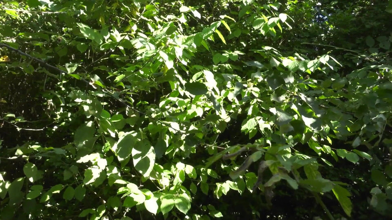 HPG Production: 거유 프랑스 자지를 빨아주는 오지는 금발 밀프 5200