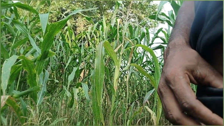 DesiDarkArt: Desi Shemale Gay pojke focking stor rygg dig comsot