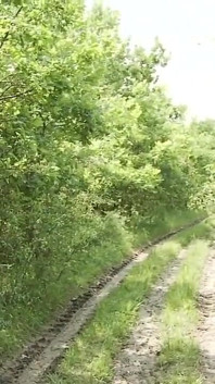 Follada cruda en el bosque