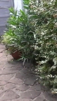Picwi fucked bareback by amazing XXL black cock