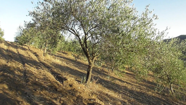 Cheyenne Rose 80: Outdoor FFFM Sucking and Fucking by the Olive Tree
