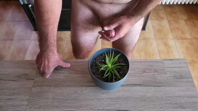Cicci77: Cicci77用尿液和精子喂养她的植物，使它们丰满