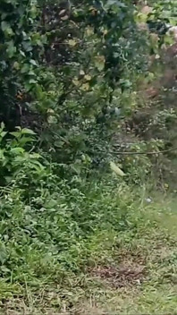 Moglie Va Al Parco Senza Mutandine per Mostrarsi!