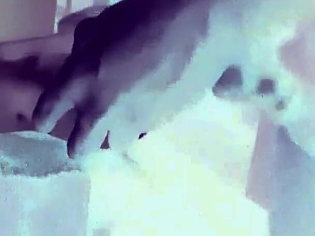 Big Dick Small Toy (Single fun)