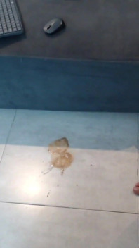 Sesso Nudo Bavaglio Duro P1