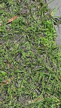 Une soumise se fait lécher les pieds salement