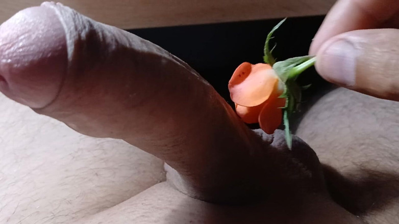 AlexCat: Wild Rose så vacker.