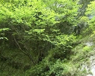Busty German Sluts: Deslumbrantes putas alemãs compartilhando pau na floresta