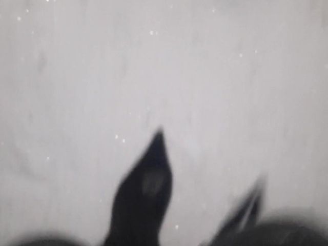 Pointy Boots in Snow (SinDee)