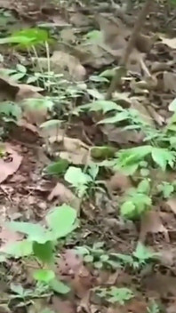 Un commerçant du village indien trompe son propriétaire en train de baiser dans la jungle