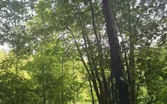 I Met a Guy on the Platform in Front of the Train and Decided to Suck Him off in the Woods