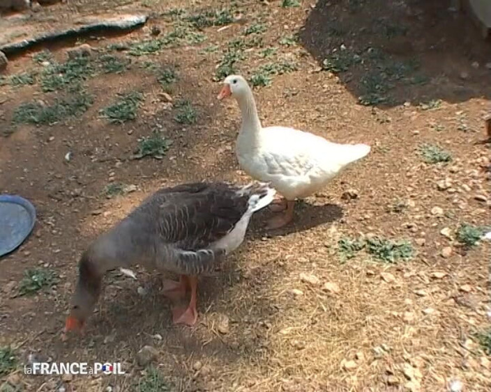 French Wives Offered: To Spend Time in the Country, There's Nothing Better Than...