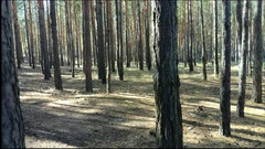 SexyAnka: Seks z pasierbem w lesie