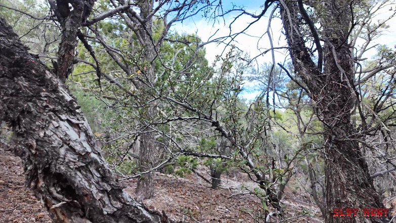 Nasty Sluts Studios: Slut Hunt Episode 8: Lost Cutie Juniper Gets Wrecked