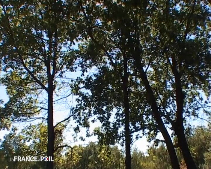 Rue Chaude: Birkaç domuz yaya ormanda edepsizce mola veriyor!