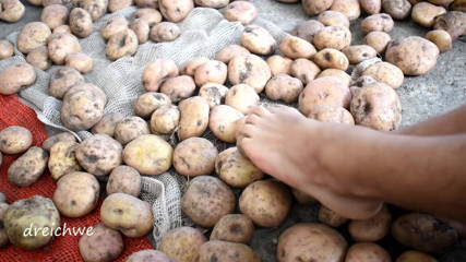 Dreichwe: Atingând cartofi delicioși cu picioarele