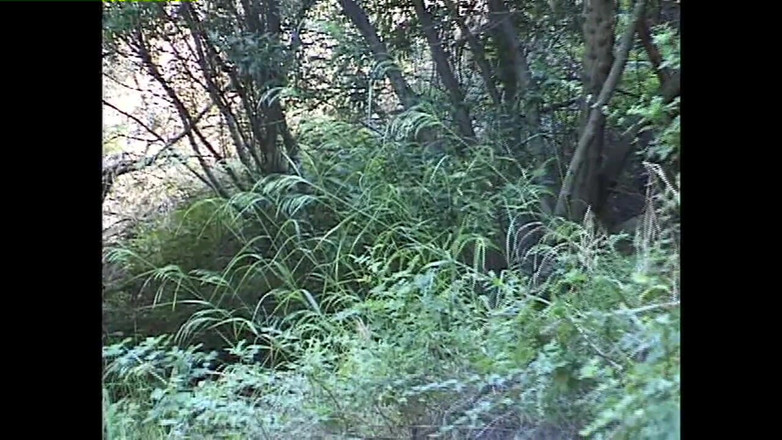 Heatwave Porn: 다이크랜드, 1부