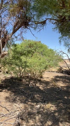 Tsjade kommt wieder im freien