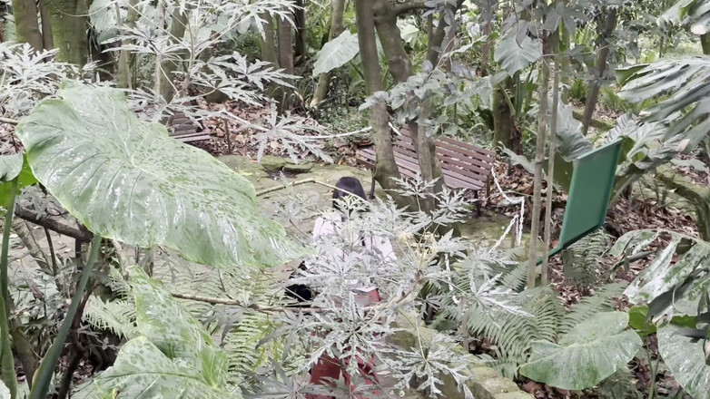 Crisanto999: Поездка с моей двоюродной сестрой заканчивается очень плохо (я надеюсь, что я не забеременею)