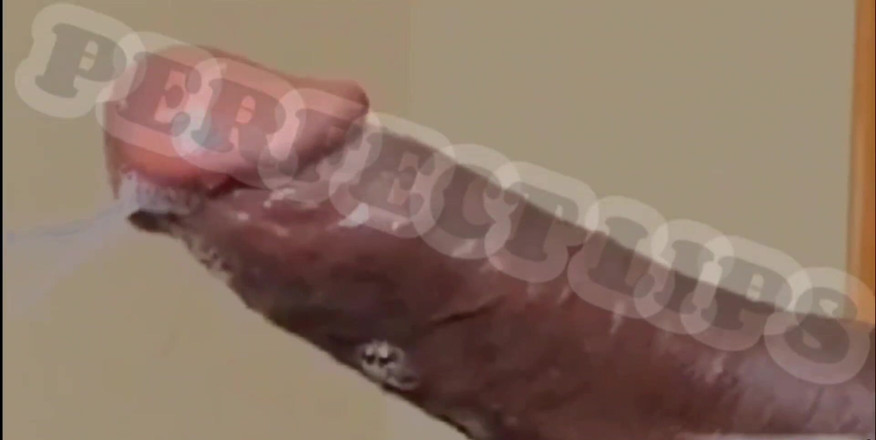Wildwood21519: Sucked His Dick so Dam Good an Sloppy He Nuts!...