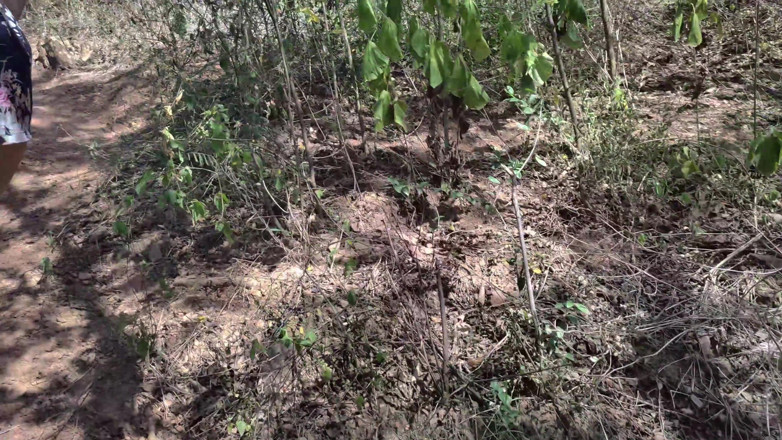 SugarPose: Latina Teen Gives a Blowjob in the Woods