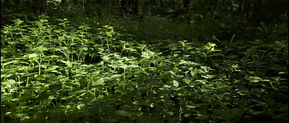 Mesmeriza: Mesmeriza